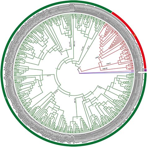 Genome Wide Identification And Characterization Of NBS Encoding Genes