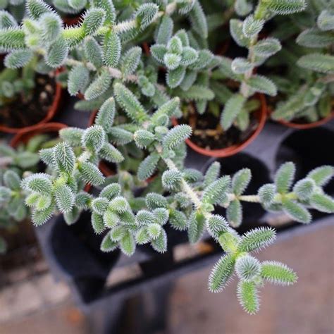 Buy Delosperma Echinatum Pickle Plants Online Garden Goods Direct