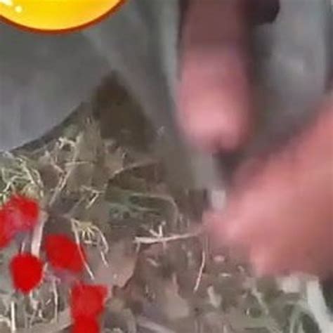 Pakistan Older Gay Free Old Bears Porn Video 61 XHamster XHamster