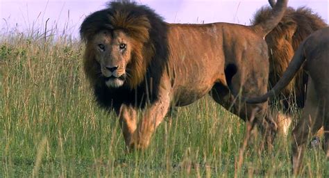 Disneynature 6 African Cats