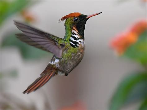 Frilled Coquette Lophornis Magnificus Birds Of The World