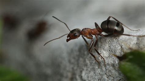 Bbc Two A Wood Ant One Of The Millions From The Super Colony Natural World 2017 2018