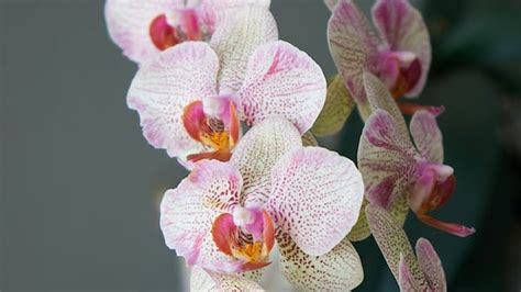 Ecco Come Coltivare L Orchidea Che Resiste Alle Basse Temperature