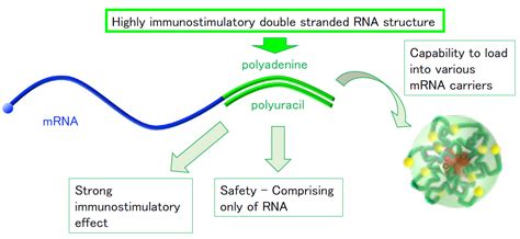 New Dual Function Vaccine Design The University Of Tokyo