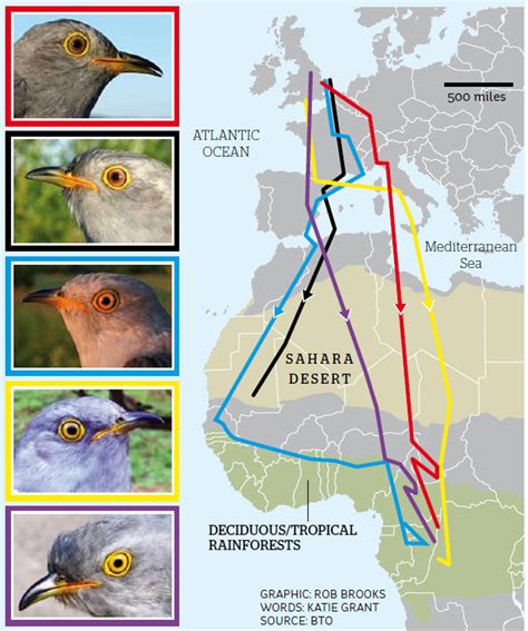 Cuckoo migration patterns are actually very interesting indeed ...