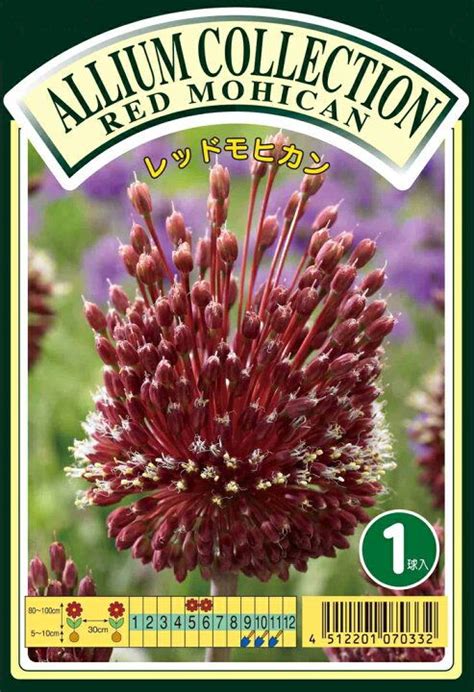 楽天市場秋植え球根 中型球根 アリウム レッドモヒカン 1球 お届け中 Allium Redmohican Ornamental