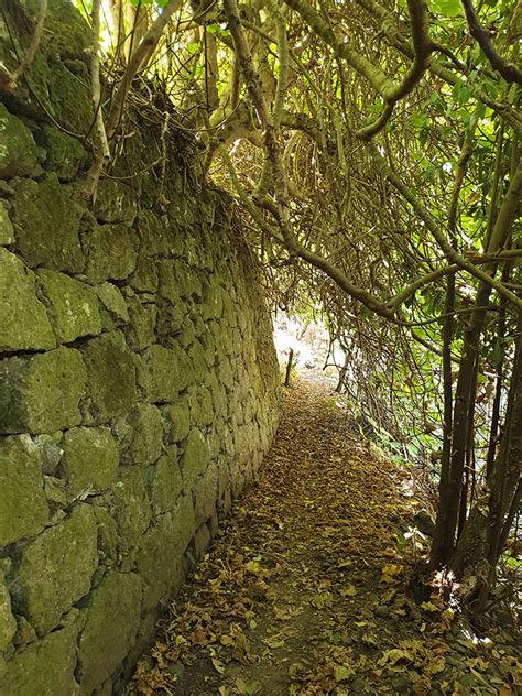 LAUREL FOREST | Hiking Gran Canaria, Guided hikes and hiking tours in ...