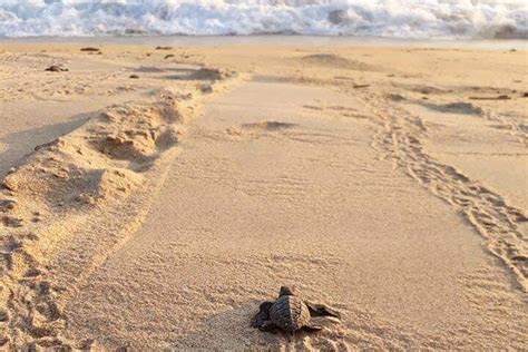 Tripadvisor Tour Privado Para Liberar Tortugas Con Entradas Incluidas