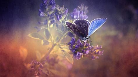 Nature Flowers Insect Butterfly Hq Wallpaper Tags X Px