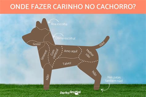 Onde Os Cachorros Gostam De Carinho Lugares Preferidos