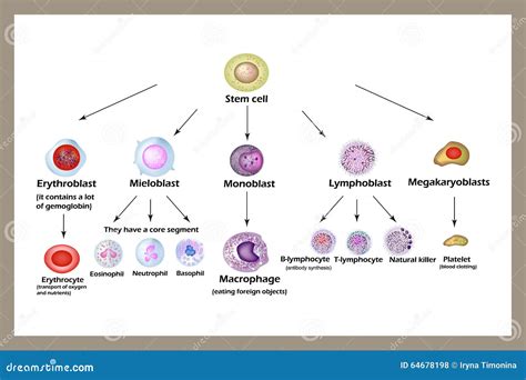 Stem Cell. the Development of Red Blood Cells, Leukocytes, Macrophages ...