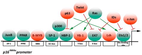 Epigenetic And Transcriptional Regulation Of P16 INK4a A Epigenetic