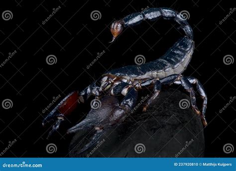 Tanzanian Red Clawed Scorpion Size And Facts Uncovering The Secrets Of Africas Most Feared Arachnid