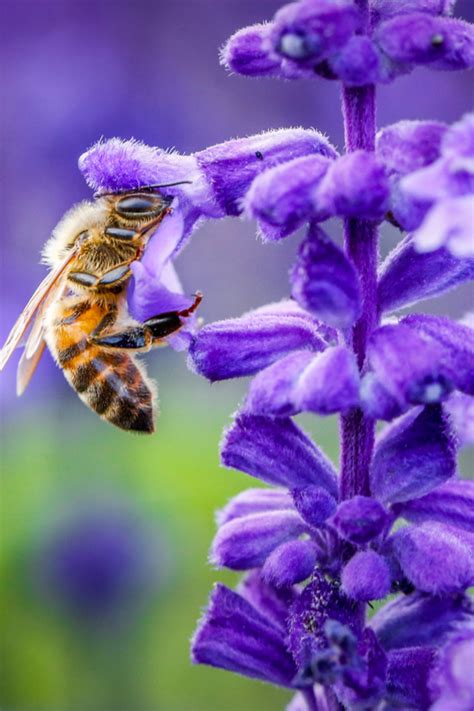 How To Attract Birds Bees Butterflies Perennials Pollinators Love