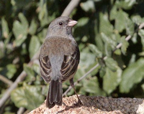 Slate-colored Junco | San Diego Bird Spot