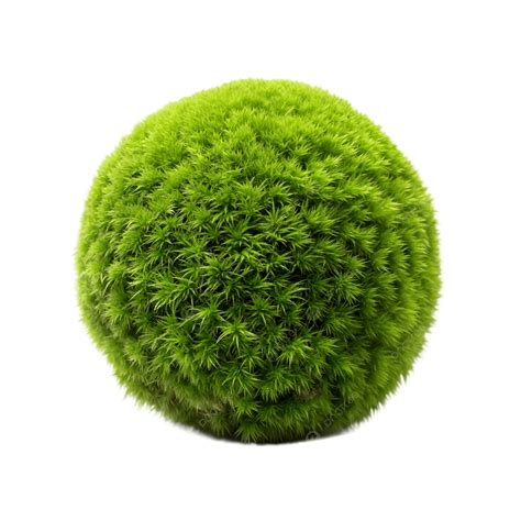 Single Vibrant Green Moss Ball Spherical Botanical Form, Moss Ball