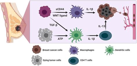 Mechanisms Of Breast Cancer Progression Mediated Through Intrinsic