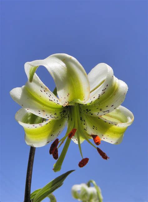 Lilium Ledebourii A Lily Flower Closeup Stock Photo Image Of Susan