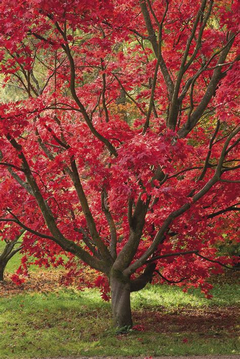 The best japanese maples – Artofit