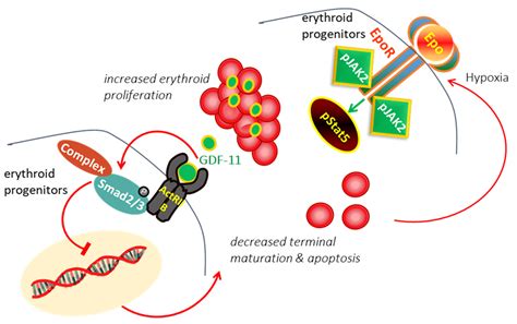 Thalassemia Reports Free Full Text Highlights On The Luspatercept Treatment In Thalassemia