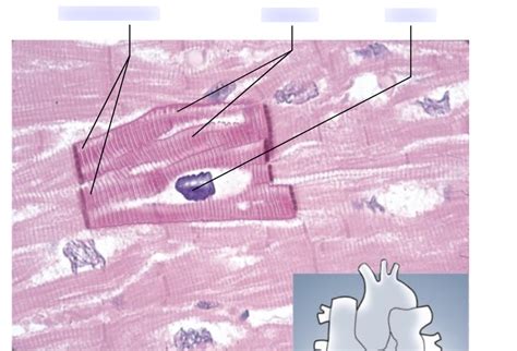 Cardiac Muscle Diagram Diagram Quizlet