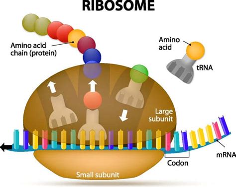 Rna Translation The 3 Step Process Of Protein Synthesis