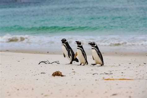 415 Fotos De Stock De Pinguins De Falkland Islands De Magellanic Na