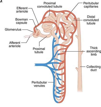 Glomerular Capillaries And Peritubular Capillaries