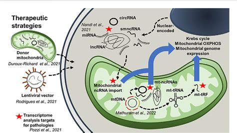 Figure From Editorial Role Of Mitochondria Associated Non Coding