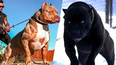 Razas De Perros M S Imponentes Del Mundo Youtube