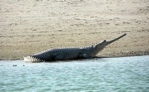 National Chambal Sanctuary, Rajasthan