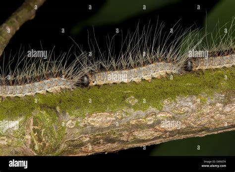 Chenille Processionnaire Du Ch Ne Eichen Prozessionsspinner