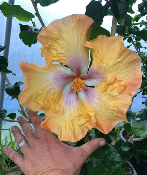 Live Plant Carousel Dreams Exotic Tropical Hibiscus Plant 6 8 Tall Potted Ebay