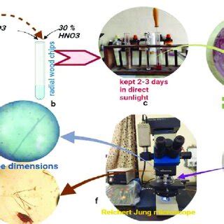 Complete process of Maceration (Schultz's method) from radial wood ...