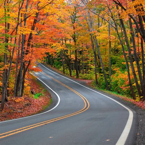 Tunnel Of Trees Michigan Fall 2025 - Kanya Maritsa