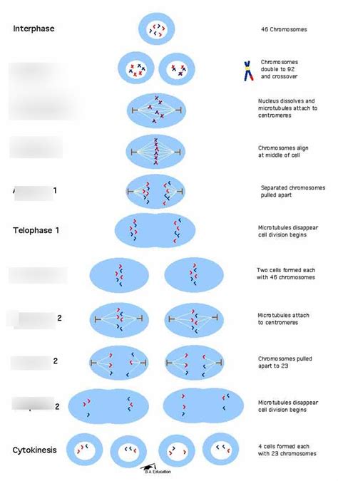 8 Stages of Meiosis Diagram | Quizlet