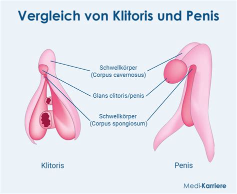 Schwellk Rper Anatomie Funktion Und Klinik