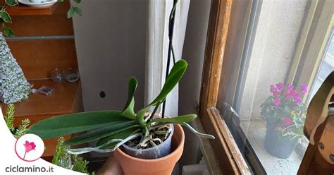 Come Capire Se Lo Stelo Dell Orchidea Phalaenopsis Far Ancora Dei Fiori