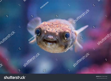 650 Smiling puffer fish Images, Stock Photos & Vectors | Shutterstock