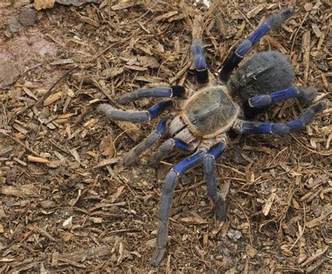 Baby Cobalt Blue Tarantula