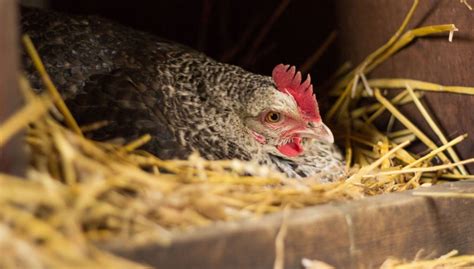 11 Best Chicken Breeds For Broodiness The Happy Chicken Coop