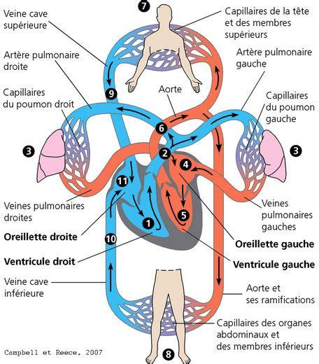 Résultat De Recherche Dimages Pour Schéma De La Circulation Sanguine