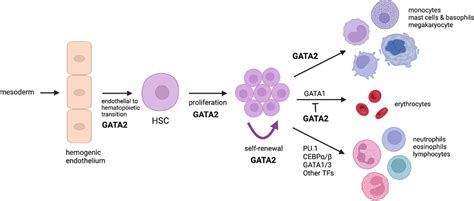 The Role Of Gata In Hematopoiesis Gata Is Essential For The