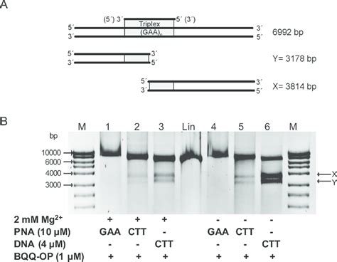 Triplex Specific Dna Cleavage Of Pna Triplex At Gaa Repeats In