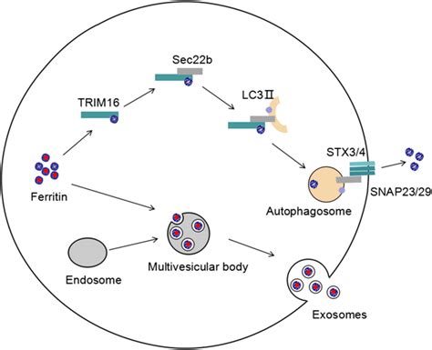 The Secretion Of Ferritin The Non Classical Lysosomal Secretion