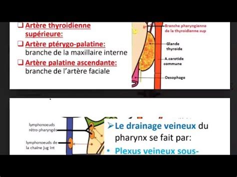 La Vascularisation Art Rielle Veineuse Lymphatique De Pharynx L