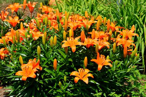 orange colored day lilies  stock photo public domain pictures