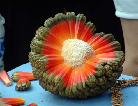 Ten Strange and Unusual Fruits From Around the World