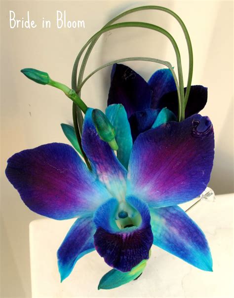 Bride in Bloom: Blue orchid bridal bouquets