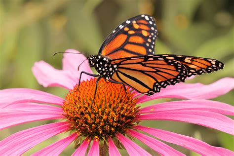 Butterflies - Pollinator Pathway NW